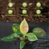 Garden Weed Barrier Landscape Fabric Heavy Duty, Woven Ground Cover Weed Barrier, Black Mulch for Landscaping Fabric, Weed Control Fabric Mat for Garden Beds, Landscaping, Driveway 1.3X100Ft - Image 5