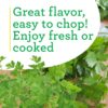 Flat Italian Parsley Live Herb Plants - 4 Pack, Biennial, Non-Gmo, Garnish, Seasoning, Salads, Palate Cleanser - Image 5