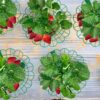 15 Pack Strawberry Supports - Strawberry Plant Support Strawberry Growing Racks Strawberry Growing Frame(15, B) - Image 5