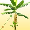 Banana Fuel Fertilizer - Water-Soluble 15-5-30 Blend - Banana Plant Fertilizer - Plant Food - Formula for Banana Trees & Plants - Grow Healthy and Happy Plants (1 Pound) - Image 5