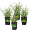 Onion Chives - 4 Pack Live Plants, Perennial in Zones 3 - 10, Non-Gmo, Great for Salads, Soups, Potatoes & More