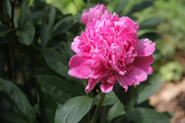 Sarah Bernhardt Garden Peony - Pink Paeonia (3 Roots) - Image 5