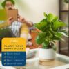 Fiddle Leaf Fig Tree, Live Indoor Ficus Lyrata Plant in Indoors Garden Plant Pot, Houseplant in Potting Soil, Housewarming, Birthday Gift, Office, Home, and Room Decor, 10-12 Inches Tall - Image 7