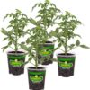 Better Boy Tomato: 4 Pack Live Vegetable Plants, Disease Resistant, Large 16 Oz Fruit Size, Non-Gmo, Red