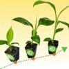 Banana Fuel Fertilizer - Water-Soluble 15-5-30 Blend - Banana Plant Fertilizer - Plant Food - Formula for Banana Trees & Plants - Grow Healthy and Happy Plants (1 Pound) - Image 4