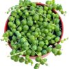 Live Succulent (4" String of Pearls), Succulents Plants Live, Succulent Plants Fully Rooted, Rare House Plant for Home Office Decoration, DIY Projects, Party Favor Gift by - Image 2