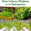 10,000+ Heirloom Lettuce Seeds for Planting Indoors - 95% Germination, Non-Gmo Greens Seeds, (20 Varieties): Kale, Spinach, Butter, Oak, Romaine Bibb & More - Lettuce Seeds for Hydroponic - Image 7