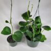 Hoya Kerrii with Heartshape Leaves Live Hoya Plant Great Gift for Mothers and Loved Ones Sweetheart Hoya Live Plant (Hoya Kerrii in 4" Pot, 7-10 Leaves Plant) - Image 9