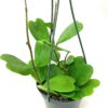 Hoya Kerrii with Heartshape Leaves Live Hoya Plant Great Gift for Mothers and Loved Ones Sweetheart Hoya Live Plant (Hoya Kerrii in 4" Pot, 7-10 Leaves Plant) - Image 7