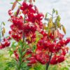 Garden State Bulb Asiatic Lily Red Velvet Flower Bulbs, 14/16Cm (Bag of 30) - Image 7