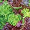 Heatwave Blend Lettuce Seeds 1000 Seeds - Image 4