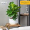 Fiddle Leaf Fig Tree, Live Indoor Ficus Lyrata Plant in Indoors Garden Plant Pot, Houseplant in Potting Soil, Housewarming, Birthday Gift, Office, Home, and Room Decor, 10-12 Inches Tall - Image 4