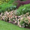 Peach Drift Rose Live Plant, 1 Gallon, Includes Care Guide - Image 2