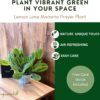 Lemon Lime Prayer Plant, Lemon Lime Maranta, Live Indoor Plant, Easy to Care and Rare Variety 4 Inch Pot - - Image 6