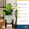 Fiddle Leaf Fig Tree, Live Indoor Ficus Lyrata Plant in Indoors Garden Plant Pot, Houseplant in Potting Soil, Housewarming, Birthday Gift, Office, Home, and Room Decor, 10-12 Inches Tall - Image 5