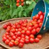 Husky Cherry Red Tomato Live Vegetable Plants - 4 Pack, Non-Gmo, Bite Sized, Disease Resistant - Image 2