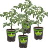 Roma Classic Paste Tomato - 4 Pack Live Plants, Great for Sauces, 3 Inch Long Fruit, Determinate, Non-Gmo