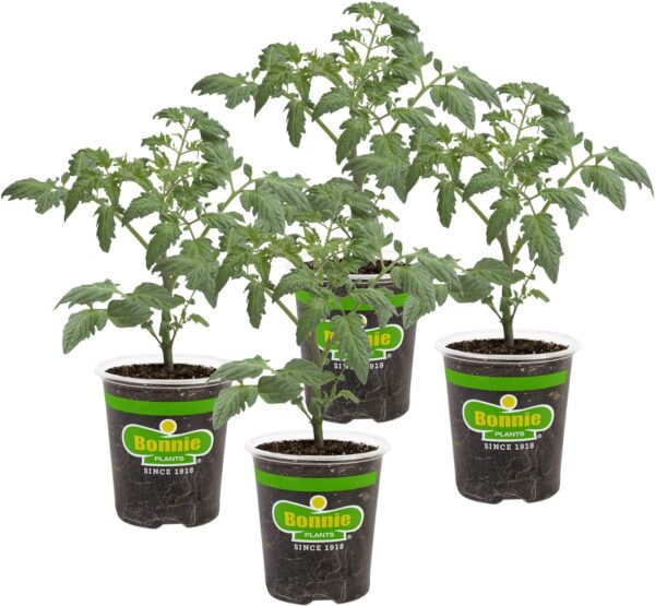 Roma Classic Paste Tomato - 4 Pack Live Plants, Great for Sauces, 3 Inch Long Fruit, Determinate, Non-Gmo