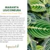 Lemon Lime Prayer Plant, Lemon Lime Maranta, Live Indoor Plant, Easy to Care and Rare Variety 4 Inch Pot - - Image 4