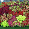 100+ Rare Mixed Coleus Flowers Seeds Rainbow Coleus Wizard Mixed Perennial Foliage Plant - Image 6