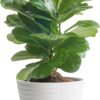 Fiddle Leaf Fig Tree, Live Indoor Ficus Lyrata Plant in Indoors Garden Plant Pot, Houseplant in Potting Soil, Housewarming, Birthday Gift, Office, Home, and Room Decor, 10-12 Inches Tall