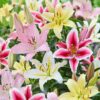 Garden State Bulb Mixed Oriental Lily Flower Bulbs, 14/16Cm (Bag of 20)