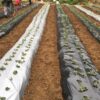 (R) 1 Mil LLDPE Silver Black Metallic Plastic Mulch Plastic Film for Fruits, Vegetables, Crops, Greenhouse, Garden (4FTX600FT) - Image 8