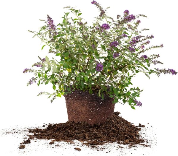 Nanho Butterfly Bush Fast Growing Extraordinary Bright Purple Flowers, 3 Gal, Low Maintenance