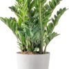 ZZ Plant, Live Indoor Houseplant in Modern Decor Planter, Natural Air Purifier in Potting Soil, Gift for Plant Lovers, Birthday Gift, Tabletop Living Room Decor, Desk Decor, 22-Inches Tall