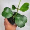 Hoya Kerrii with Heartshape Leaves Live Hoya Plant Great Gift for Mothers and Loved Ones Sweetheart Hoya Live Plant (Hoya Kerrii in 4" Pot, 7-10 Leaves Plant)
