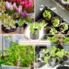 50 Pcs 30Mm Seed Starter Peat Pellets Pods for Seedlings- Compressed Seed Starting Pellets Seed Starter Pods Plugs Soil Peat Pods for Starting Seeds, Garden Planting Herb Flower Vegetables - Image 6