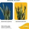 Live Snake Plant, Easy Care Houseplant in Indoor Garden Plant Pot, Grower'S Choice House Plant in Potting Soil Mix, Succulent Plant Gift for Housewarming, Office, Home Decor, 1-2 Feet Tall - Image 4