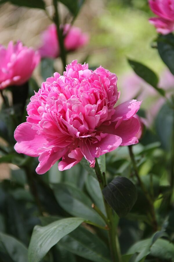 Sarah Bernhardt Garden Peony - Pink Paeonia (3 Roots) - Image 7