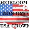 50 Straight Eight Cucumber Seeds - Heirloom Non-Gmo USA Grown Vegetable Seeds for Planting - Pickling and Slicing Cucumber - Image 2
