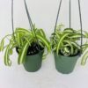 *Two Bonnie Curly Spider Plant Easy Cleans the Air - 4" Pot- Unique from Jmbamboo - Image 3
