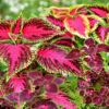 100+ Rare Mixed Coleus Flowers Seeds Rainbow Coleus Wizard Mixed Perennial Foliage Plant - Image 4