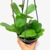 Hoya Kerrii with Heartshape Leaves Live Hoya Plant Great Gift for Mothers and Loved Ones Sweetheart Hoya Live Plant (Hoya Kerrii in 4" Pot, 7-10 Leaves Plant) - Image 8