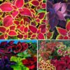 100+ Rare Mixed Coleus Flowers Seeds Rainbow Coleus Wizard Mixed Perennial Foliage Plant