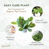 Lemon Lime Prayer Plant, Lemon Lime Maranta, Live Indoor Plant, Easy to Care and Rare Variety 4 Inch Pot - - Image 5