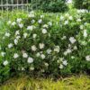 Jubilation Gardenia, 2.5 Quart, White Fragrant Blooms and Glossy Green Foliage - Image 4
