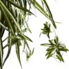 6846 Spider Plant Hanging Basket, Green - Image 4