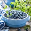 Garden State Bulb Jersey Blueberry, Live Bare Root, Non-Gmo (Bag of 2) - Image 7