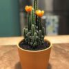 Fairy Castle Cactus - Live Plant in a 3 Inch Pot - Cereus Tetragonus - Beautiful Indoor Outdoor Cacti Succulent Houseplant - Image 6