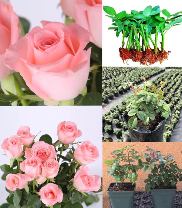 Rose "Diana" Seedlings,Light Pink Rose Bush,Rose Hedging,Living Tinged Rose Plant,Perennial Plant Root,Home Garden Yard Decor Blooms This Year,Easy Planting - Image 2