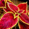 100+ Rare Mixed Coleus Flowers Seeds Rainbow Coleus Wizard Mixed Perennial Foliage Plant - Image 3