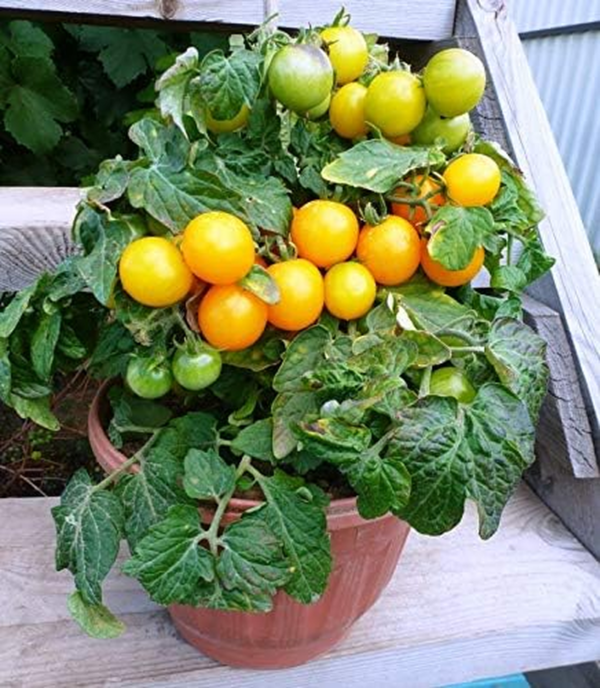 Seeds Indoor Yellow Tomato Heirloom Vegetable for Planting Non GMO - Image 8