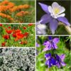, Large 2 Ounce Package of 30,000+ Hummingbird and Butterfly Garden Wildflower Seed Mixture for Planting (99% Pure Live Seed- NO Filler) 20+ Varieties, Annual Perennial - Bulk - Image 6