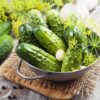 Cucumber Pickling Boston FBA-0002 (Green) 50 Non-Gmo, Heirloom Seeds