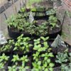 Fabric Raised Garden Bed 6X3X1Ft Garden Grow Bed Bags for Growing Herbs, Flowers and Vegetables 128 Gallon - Image 6