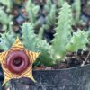 Lifesaver Huernia Zebrina, Confusa Phillips, Starfish Stapelia Plant Known as Starfish Cactus, Live in a 4 Inch Pot by - Image 4